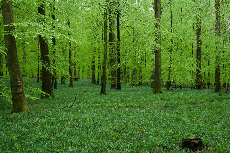 Beech Forest