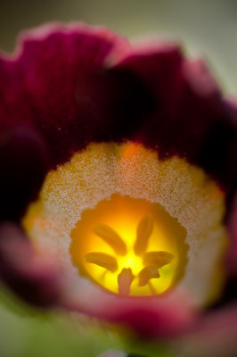 Auricula glow