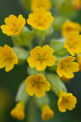 15 May - Cowslips