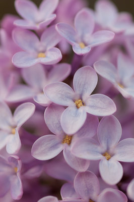 17 May - Lilac