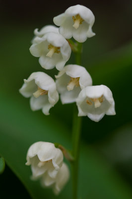 21 May - Lily of the Valley
