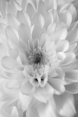 27 June - White Flower