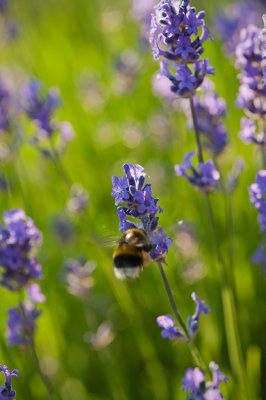 08 July - Busy Lavender