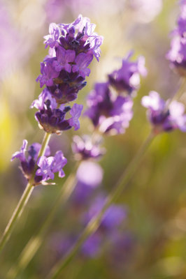 16 July - Evening Lavender