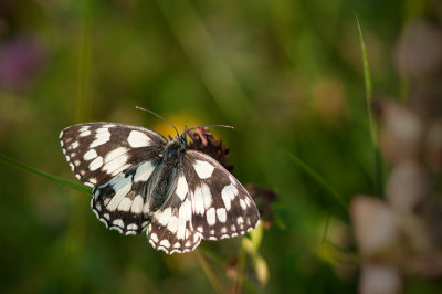 18 July - Marbled White