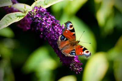 27 July - Peacock Butterfly