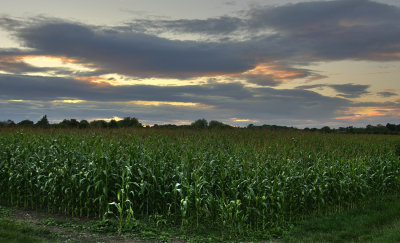 12 August - A Corner of Corn