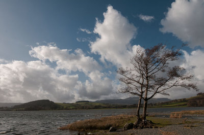 Llangower Trees