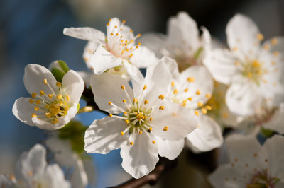 Blooming Blossom