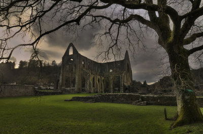 Tintern and the Spooky Tree