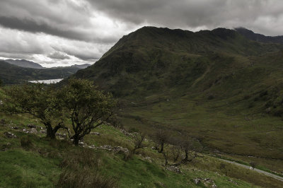 Valley Tree