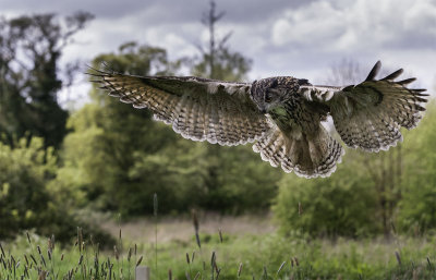 Return to the Owl Centre
