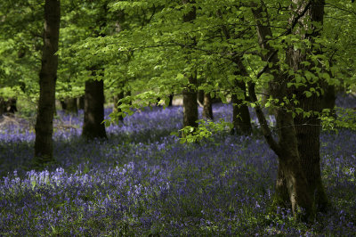 Bluebell Wood