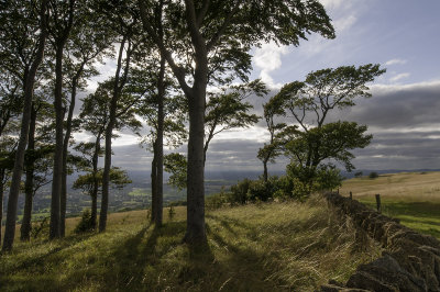 Edge of the Copse