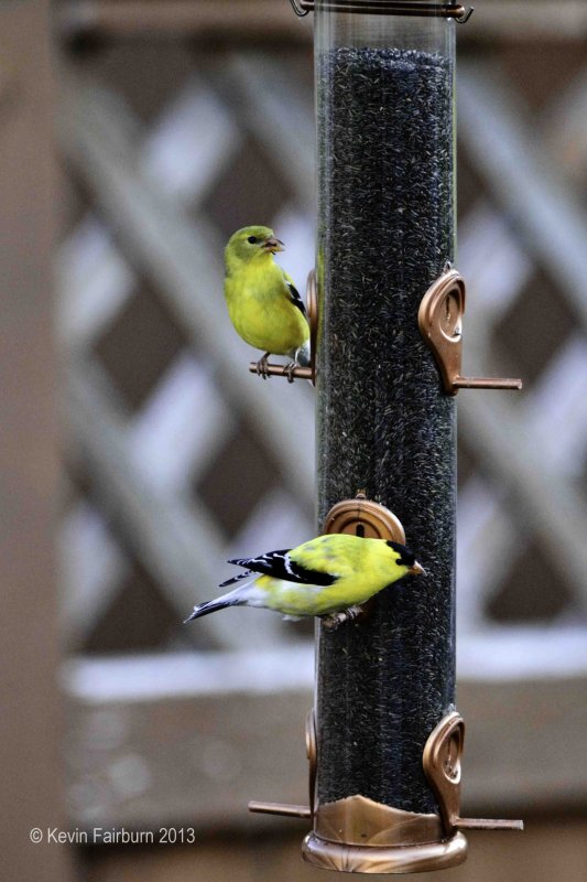 Yellow Finch 1 (1 of 1).jpg