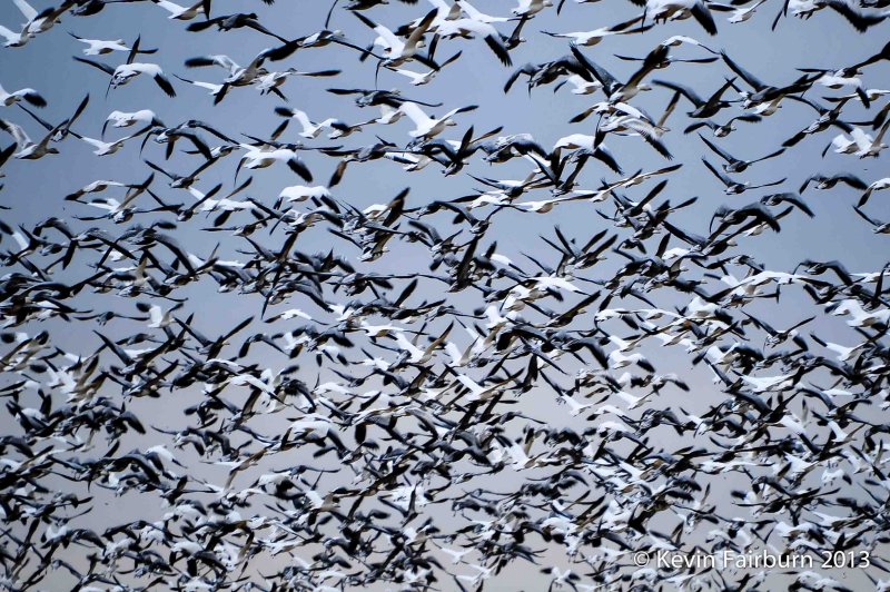 Snow Geese in Flight (1 of 1).jpg