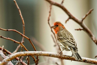 Red Headed Sparrow 