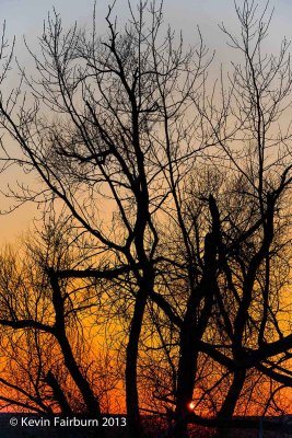 Tree Sunset Silhouette 