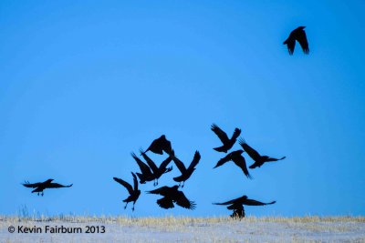 Crows in Flight.. (1 of 1).jpg