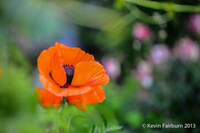 Our First Poppy. (1 of 1).jpg