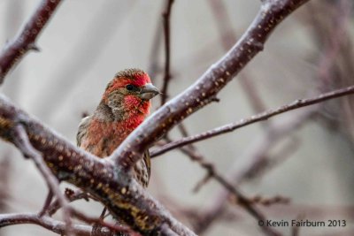 I see you..Red headed Sparrow (1 of 1).jpg