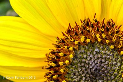 Heliopsis helianthoidesOr False Sunflower 