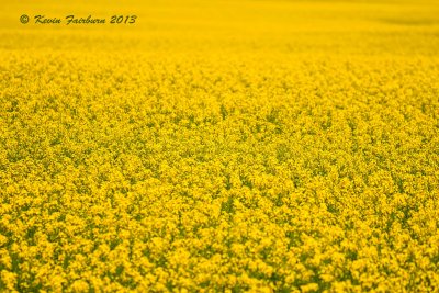 Sea of Yellow…..Flowering Canola field (1 of 1).jpg