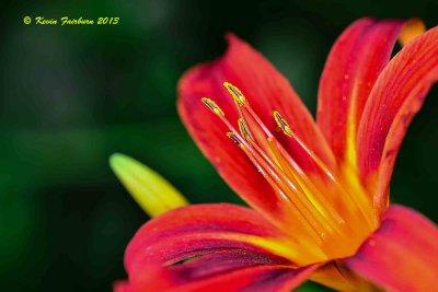 Backyard Tiger Lily (1 of 1).jpg