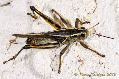 Grasshopper that just hanging around in the shade (1 of 1).jpg