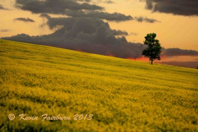 Alone in a field of Yellow. (1 of 1).jpg