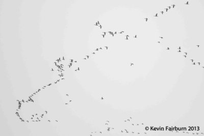 Geese flying south in heavy snow  (1 of 1).jpg