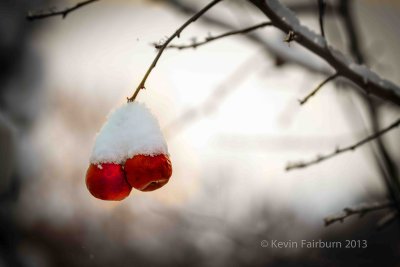 Two Crab Apples left a lone in the snow. (1 of 1).jpg