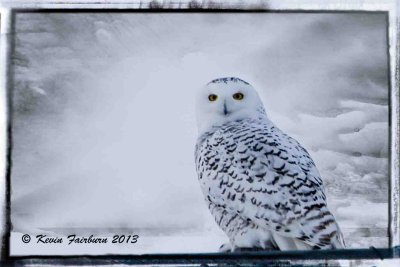 Snowy Owl Nov 2013 (1 of 1).jpg