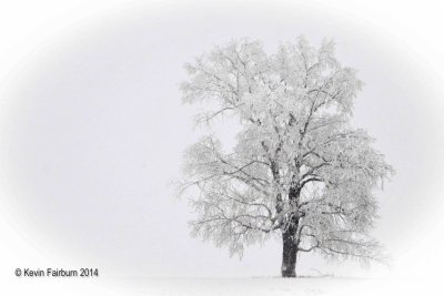 Frosty Tree (1 of 1).jpg