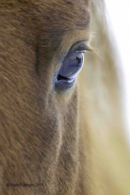 Horse reflection (1 of 1).jpg