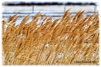 Feather Grass (1 of 1).jpg
