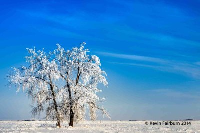 Frosty the Tree (1 of 1).jpg