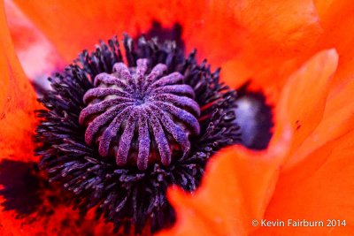 Center of a Red Poppy
