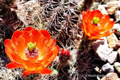 Orange Cactus Flowers (1 of 1).jpg