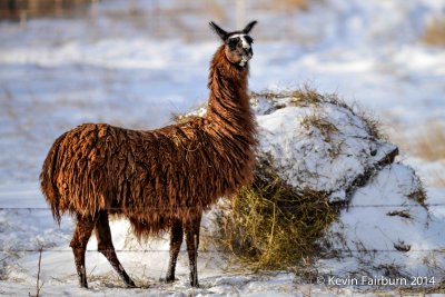 This Llama is staying warm with his thick coat. 