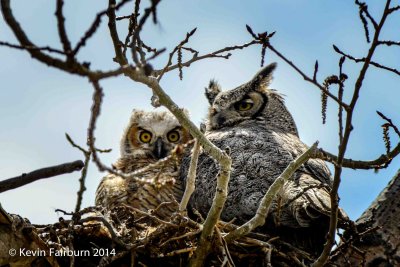 Owlet and Mother Owl 