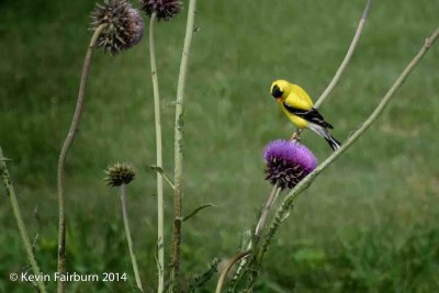 Yellow Grosbeak (1 of 1).jpg