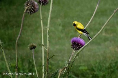 Yellow Grosbeak (1 of 1).jpg