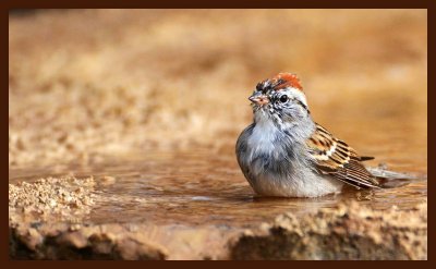 chipping sparrow