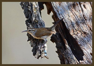 house wren