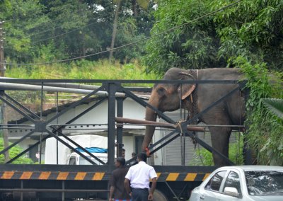 Elephant on Transit