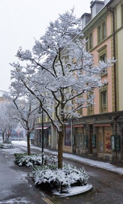 Lucerne