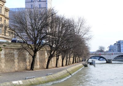 Seine River Bank