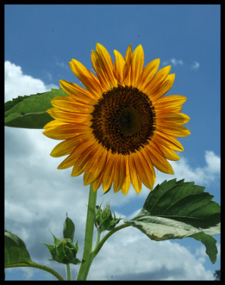 Sunflower RIC-001.jpg