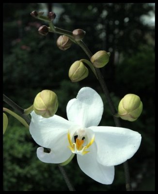 Orchid-002.jpg